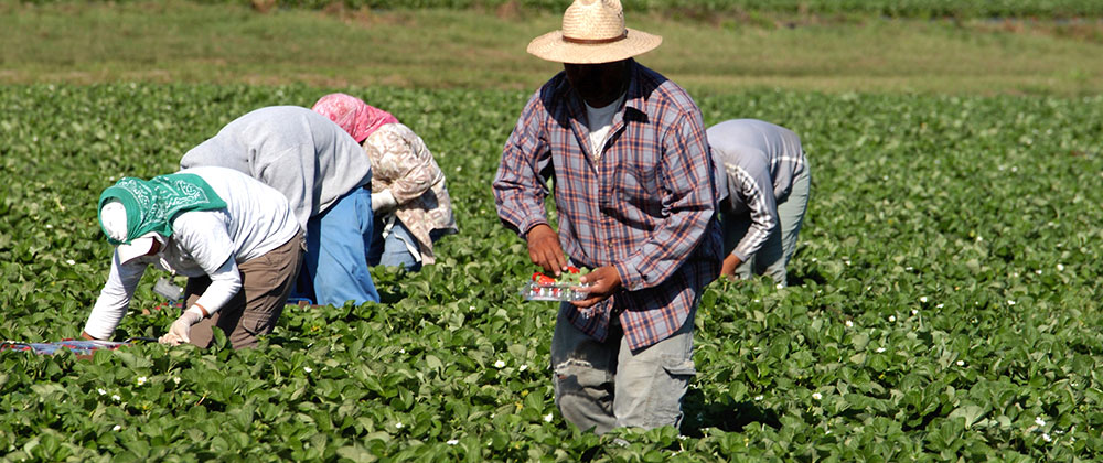 Immigrant Worker Rights